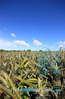 Pineapple Garden Stock Photo