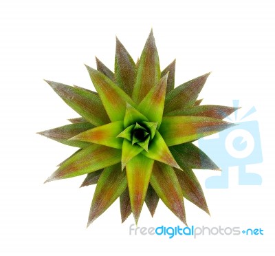 Pineapple Leaf Isolated On The White Background Stock Photo