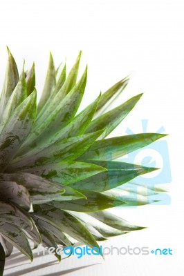 Pineapple Leaves On White Stock Photo