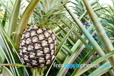 Pineapple Plant Stock Photo