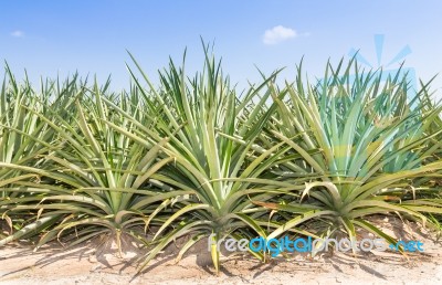 Pineapple Plantation Stock Photo