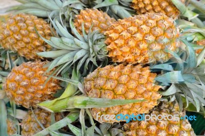 Pineapples Stock Photo