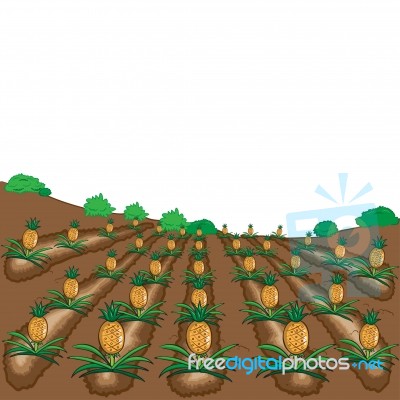 Pineapples Fruit  Illustration Cartoon Stock Image