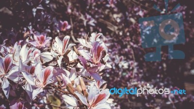 Pink And Purple Blossom On A Spring Day Stock Photo