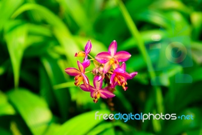 Pink And Purple Spathoglottis Orchid Blooms In The Garden With Warm Light Stock Photo