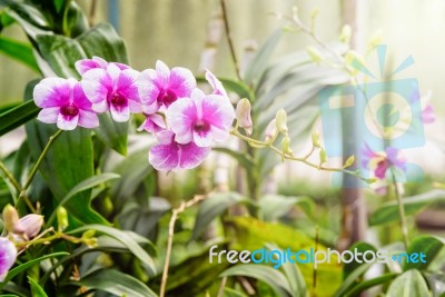 Pink And White Orchid In The Farm Stock Photo