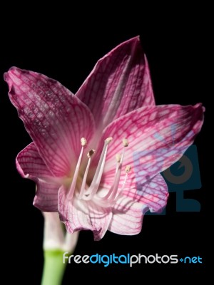 Pink And White Star Lily Stock Photo