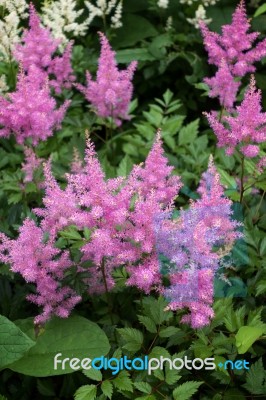 Pink Astilbe (valerie) In Full Bloom Stock Photo