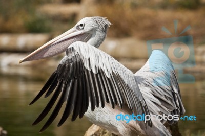 Pink-backed Pelican Stock Photo