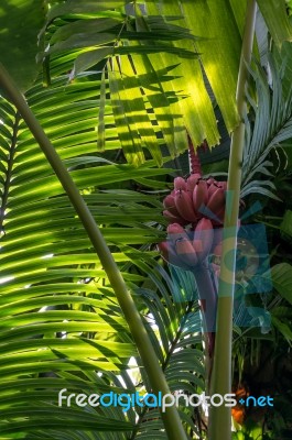 Pink Bananas (musa Velutina) Stock Photo