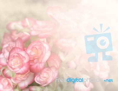 Pink Begonia Flower Background Stock Photo