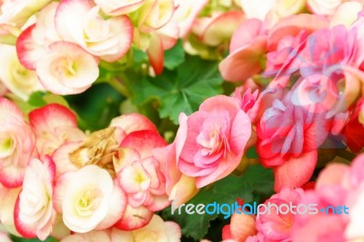 Pink Begonia Flower In Garden Stock Photo