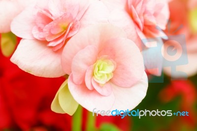 Pink Begonia Flower In Garden Stock Photo