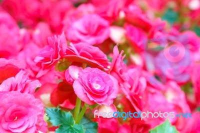 Pink Begonia Flower In Garden Stock Photo