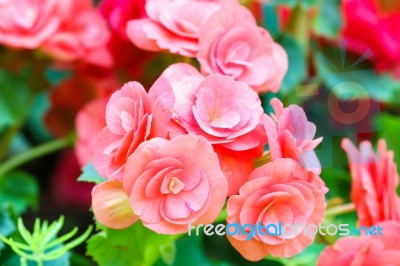 Pink Begonia Flower In Garden Stock Photo