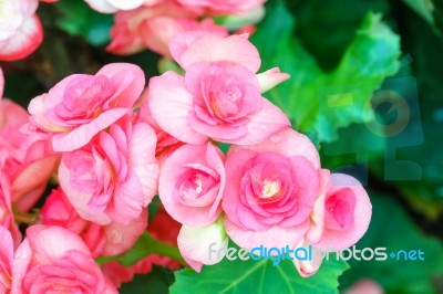 Pink Begonia Flower In Garden Stock Photo