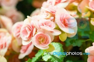 Pink Begonia Flower In Garden Stock Photo