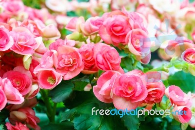 Pink Begonia Flower In Garden Stock Photo