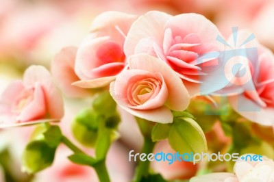 Pink Begonia Flower In Garden Stock Photo