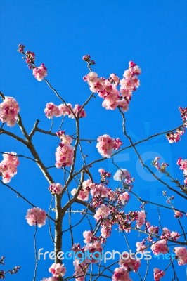 Pink Blossom Stock Photo