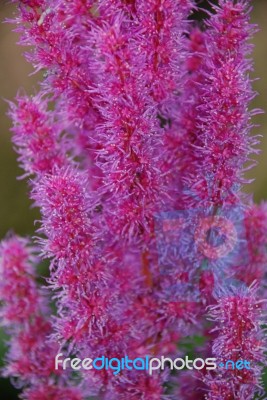 Pink Bottlebrush Flowers Stock Photo