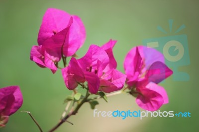 Pink Bougainvillea Flower Stock Photo