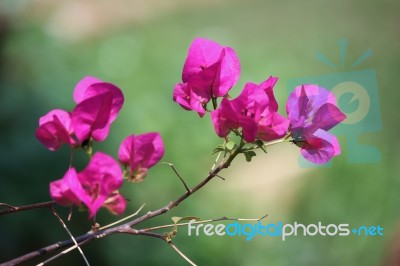 Pink Bougainvillea Flower Stock Photo