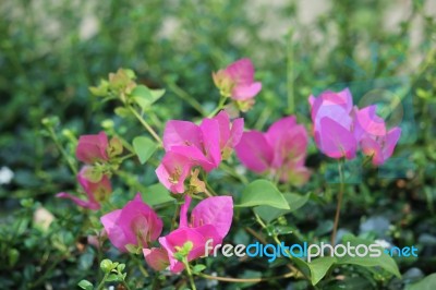 Pink Bougainvillea Flower Stock Photo