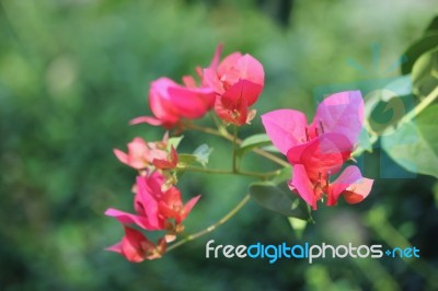 Pink Bougainvillea Flower Stock Photo