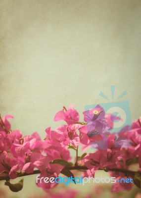 Pink Bougainvillea Flower Background Stock Photo