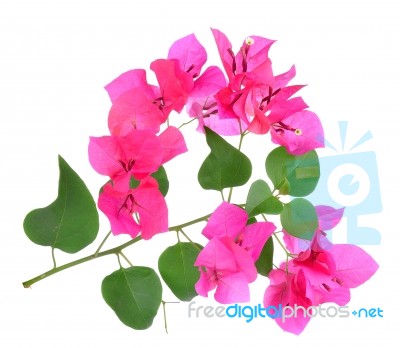 Pink Bougainvillea Flowers Isolated On White Background Stock Photo