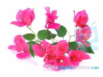 Pink Bougainvillea Flowers Isolated On White Background Stock Photo