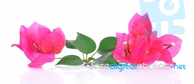 Pink Bougainvillea Flowers Isolated On White Background Stock Photo