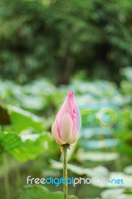 Pink Buds With Beautiful Stock Photo