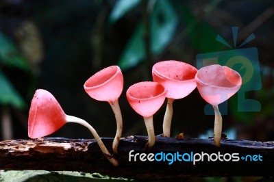 Pink Burn Cup, Fungi Cup Stock Photo