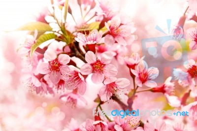 Pink Cherry Blooming Stock Photo