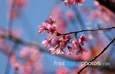 Pink Cherry Blossom Stock Photo