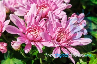 Pink Chrysanthemum Closeup Stock Photo