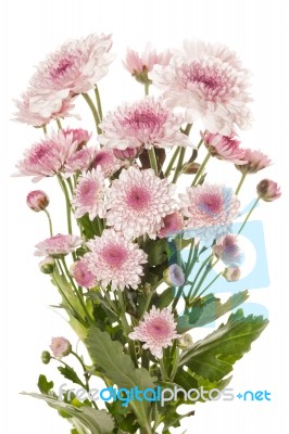 Pink Chrysanthemum Flower Beautiful Fresh Stock Photo