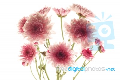 Pink Chrysanthemum Flower Beautiful Fresh Stock Photo