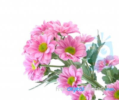 Pink Chrysanthemum Flower On White Background Stock Photo