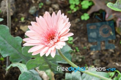 Pink Chrysanthemum Flowers In Garden Stock Photo