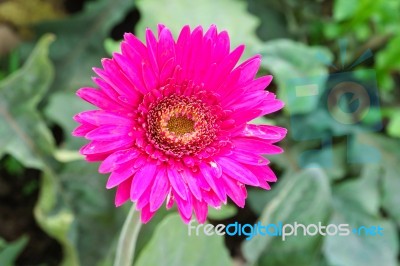 Pink Chrysanthemum Flowers In Garden Stock Photo