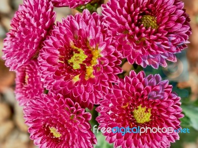 Pink Chrysanthemums Stock Photo