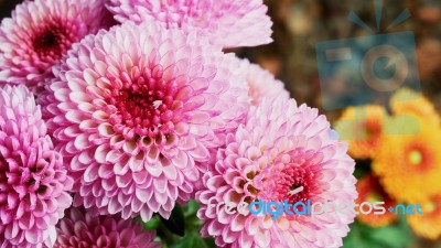 Pink Chrysanthemums Stock Photo