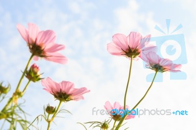 Pink Cosmos Stock Photo