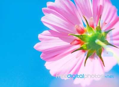 pink cosmos Flower Stock Photo