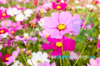 Pink Cosmos Flower Close Up Stock Photo