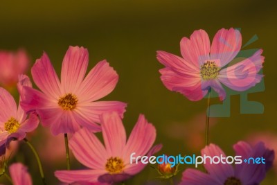 Pink Cosmos Flower In The Garden Stock Photo