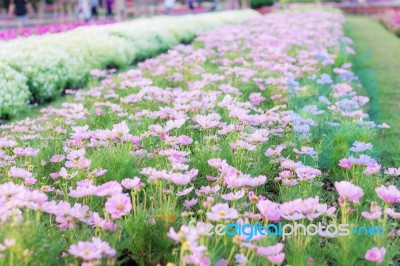 Pink Cosmos In Garden Stock Photo